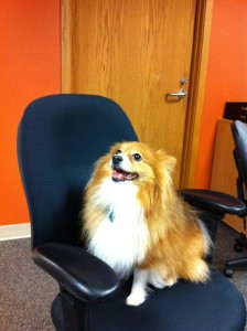 Toby on the chair
